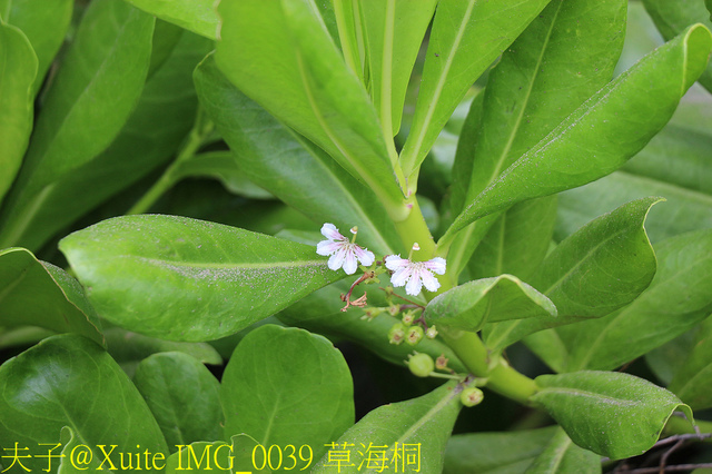 2019桃園農業博覽會 農博小旅行 深度探索桃園的美好 IMG_0039 草海桐.jpg - 桃園觀音草漯沙丘 20190920