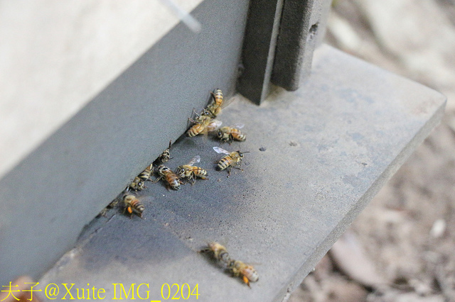 2019桃園農業博覽會 農博小旅行 深度探索桃園的美好 IMG_0204.jpg - 三奇蜜蜂生態農園 20190920