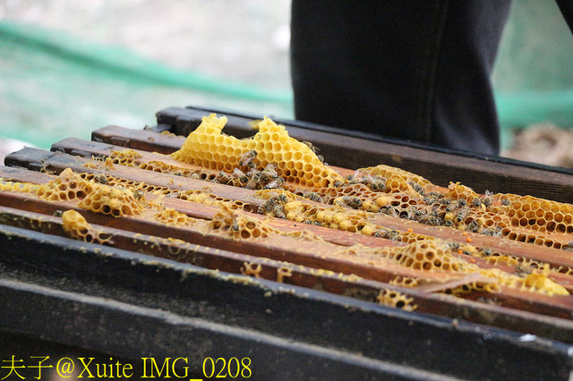 2019桃園農業博覽會 農博小旅行 深度探索桃園的美好 IMG_0208.jpg - 三奇蜜蜂生態農園 20190920