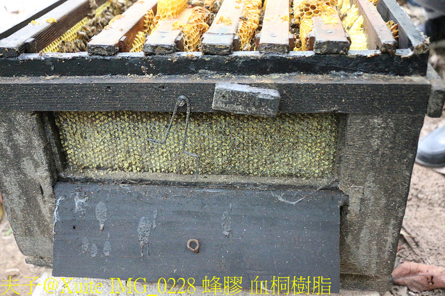 2019桃園農業博覽會 農博小旅行 深度探索桃園的美好 IMG_0228 蜂膠 血桐樹脂.jpg - 三奇蜜蜂生態農園 20190920