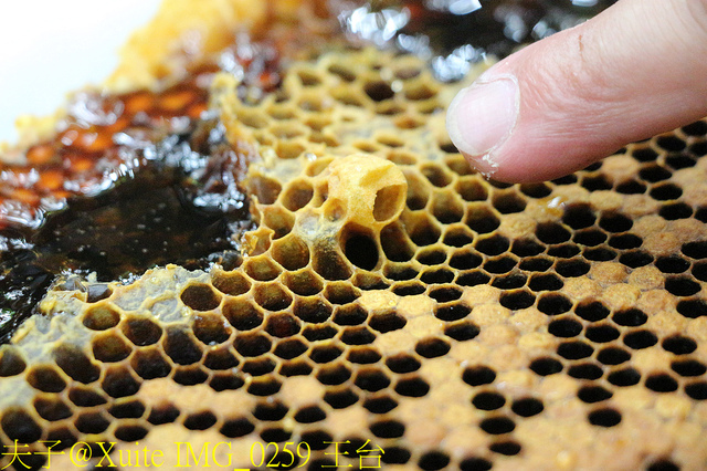 2019桃園農業博覽會 農博小旅行 深度探索桃園的美好 IMG_0259 王台.jpg - 三奇蜜蜂生態農園 20190920