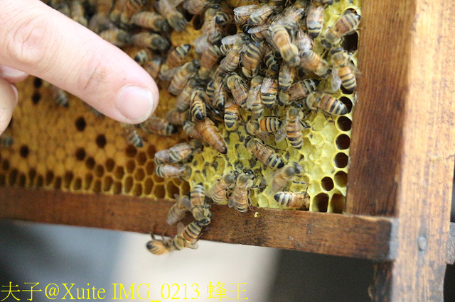 2019桃園農業博覽會 農博小旅行 深度探索桃園的美好 IMG_0213 蜂王.jpg - 三奇蜜蜂生態農園 20190920