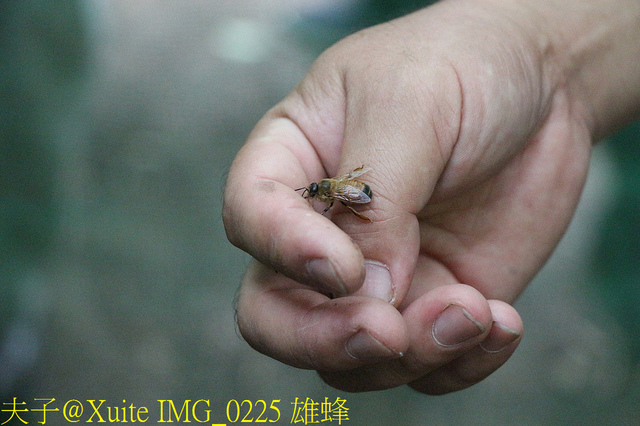 2019桃園農業博覽會 農博小旅行 深度探索桃園的美好 IMG_0225 雄蜂.jpg - 三奇蜜蜂生態農園 20190920