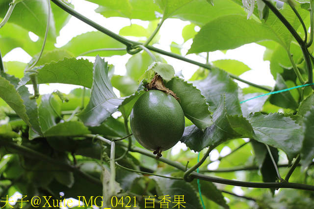 2019桃園農業博覽會 農博小旅行 深度探索桃園的美好 IMG_0421 百香果.jpg - 陽榮休閒農場 20190920