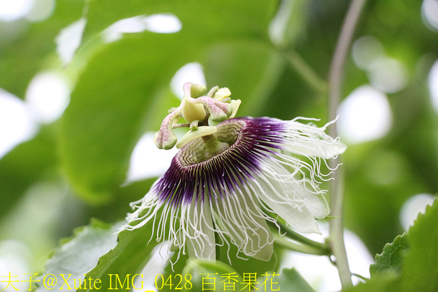 2019桃園農業博覽會 農博小旅行 深度探索桃園的美好 IMG_0428 百香果花.jpg - 陽榮休閒農場 20190920