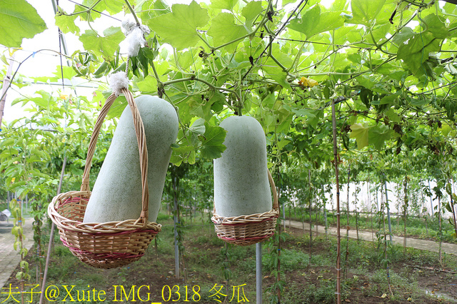 2019桃園農業博覽會 農博小旅行 深度探索桃園的美好 IMG_0318 冬瓜.jpg - 陽榮休閒農場 20190920