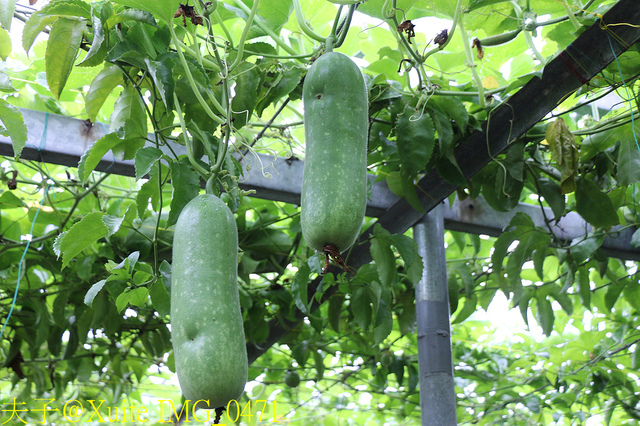 2019桃園農業博覽會 農博小旅行 深度探索桃園的美好 IMG_0471.jpg - 陽榮休閒農場 20190920