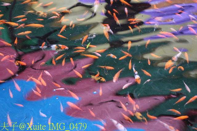 2019桃園農業博覽會 農博小旅行 深度探索桃園的美好 IMG_0479.jpg - 陽榮休閒農場 20190920