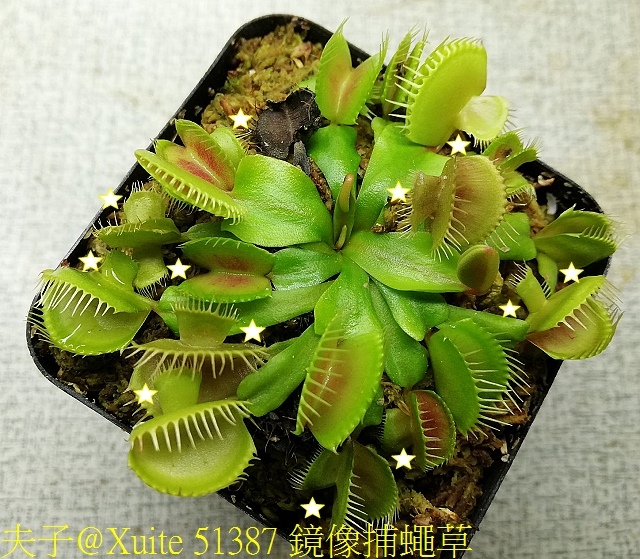 51387-1 鏡像捕蠅草 .jpg - 鏡像捕蠅草 Dionaea muscipula Mirror 20181117