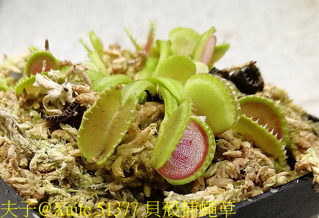 51377 貝殼捕蠅草.jpg - 貝殼捕蠅草 Dionaea Coquillage 20181118