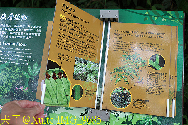 內洞瀑布 負離子芬多精瀰漫 全台最美的瀑布 IMG_9685.jpg - 烏來 內洞森林遊樂區 內洞瀑布 20181121