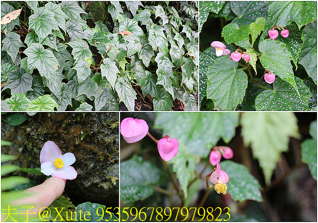 內洞瀑布 負離子芬多精瀰漫 全台最美的瀑布 內洞瀑布 負離子芬多精瀰漫 全台最美的瀑布