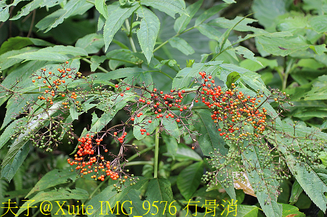 內洞瀑布 負離子芬多精瀰漫 全台最美的瀑布 IMG_9576 冇骨消.jpg - 烏來 內洞森林遊樂區 內洞瀑布 20181121