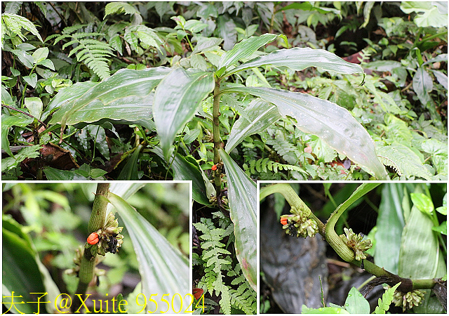 內洞瀑布 負離子芬多精瀰漫 全台最美的瀑布 955024.jpg - 烏來 內洞森林遊樂區 內洞瀑布 20181121