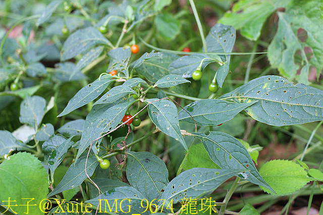 內洞瀑布 負離子芬多精瀰漫 全台最美的瀑布 IMG_9674 龍珠.jpg - 烏來 內洞森林遊樂區 內洞瀑布 20181121