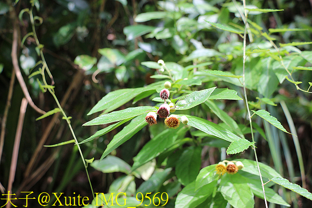 內洞瀑布 負離子芬多精瀰漫 全台最美的瀑布 IMG_9569.jpg - 烏來 內洞森林遊樂區 內洞瀑布 20181121