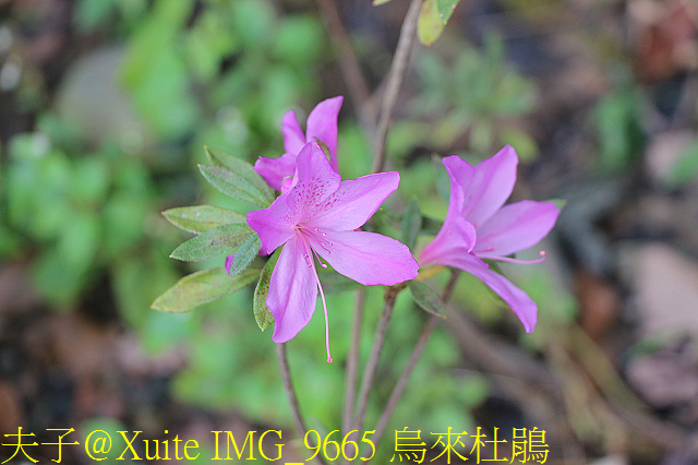 內洞瀑布 負離子芬多精瀰漫 全台最美的瀑布 IMG_9665 烏來杜鵑.jpg - 烏來 內洞森林遊樂區 內洞瀑布 20181121