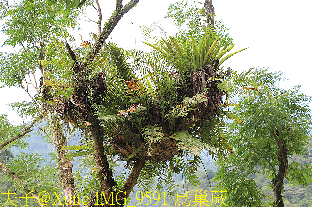 內洞瀑布 負離子芬多精瀰漫 全台最美的瀑布 IMG_9591 鳥巢蕨.jpg - 烏來 內洞森林遊樂區 內洞瀑布 20181121