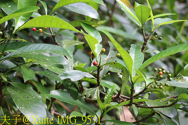 內洞瀑布 負離子芬多精瀰漫 全台最美的瀑布 IMG_9571.jpg - 烏來 內洞森林遊樂區 內洞瀑布 20181121