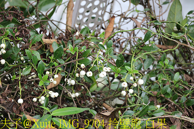 內洞瀑布 負離子芬多精瀰漫 全台最美的瀑布 IMG_9704 拎壁龍 白果.jpg - 烏來 內洞森林遊樂區 內洞瀑布 20181121