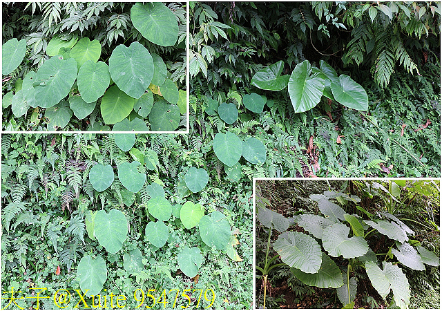 內洞瀑布 負離子芬多精瀰漫 全台最美的瀑布 9547579.jpg - 烏來 內洞森林遊樂區 內洞瀑布 20181121