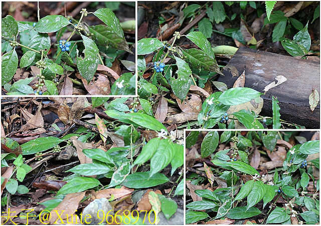 內洞瀑布 負離子芬多精瀰漫 全台最美的瀑布 9668970.jpg - 烏來 內洞森林遊樂區 內洞瀑布 20181121