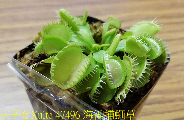 47496 海神捕蠅草.jpg - 海神捕蠅草 Dionaea Triton 食蟲植物 20181108