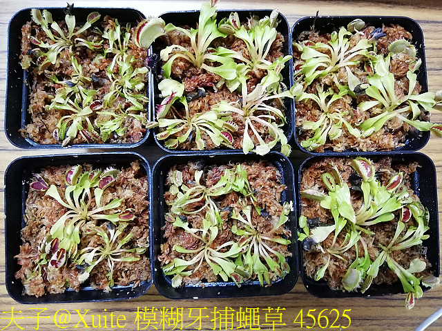 模糊牙捕蠅草 融化黏合的刺毛 好吸睛! 模糊牙捕蠅草 45625.jpg - 模糊牙捕蠅草 食蟲植物 20181106