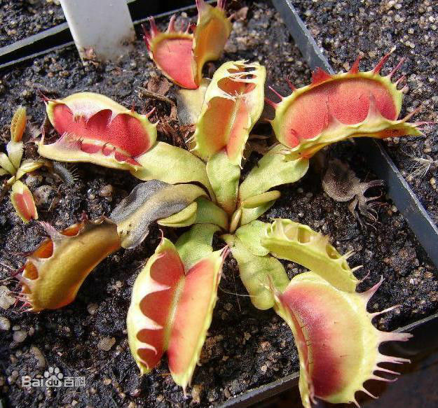 模糊牙捕蠅草 融化黏合的刺毛 好吸睛! 模糊牙捕蠅草 融化黏合的刺毛 好吸睛!