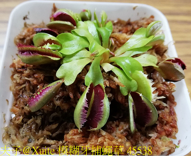 模糊牙捕蠅草 融化黏合的刺毛 好吸睛! 模糊牙捕蠅草 45538.jpg - 模糊牙捕蠅草 食蟲植物 20181106