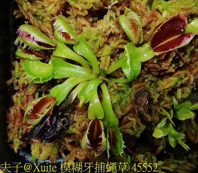 模糊牙捕蠅草 45552.jpg - 模糊牙捕蠅草 食蟲植物 20181106