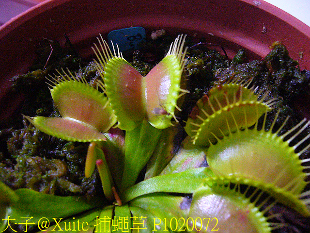 模糊牙捕蠅草 融化黏合的刺毛 好吸睛! 模糊牙捕蠅草 融化黏合的刺毛 好吸睛!