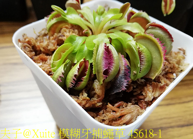 模糊牙捕蠅草 融化黏合的刺毛 好吸睛! 模糊牙捕蠅草 45618-1.jpg - 模糊牙捕蠅草 食蟲植物 20181106