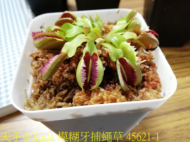 模糊牙捕蠅草 融化黏合的刺毛 好吸睛! 模糊牙捕蠅草 45621-1.jpg - 模糊牙捕蠅草 食蟲植物 20181106