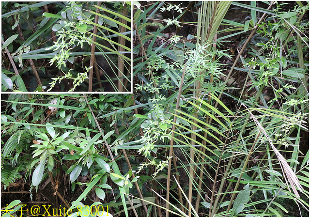 83001.jpg - 桃園大溪 百吉林蔭步道