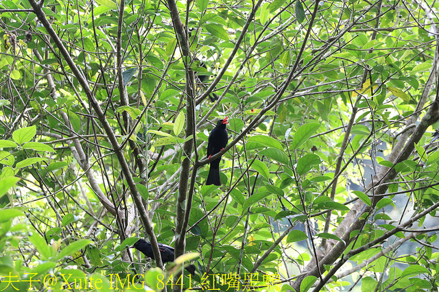 IMG_8441 紅嘴黑鵯.jpg - 桃園大溪 百吉林蔭步道