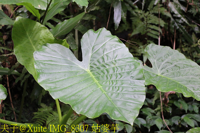 IMG_8307 姑婆芋.jpg - 桃園大溪 百吉林蔭步道