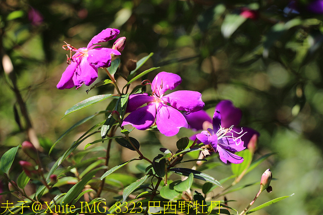 IMG_8323 巴西野牡丹.jpg - 桃園大溪 百吉林蔭步道