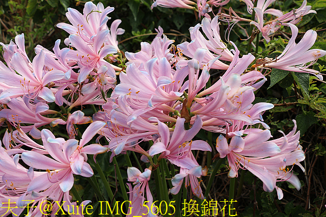 IMG_5605 換錦花.jpg - 東引 紅藍石蒜 換錦花 玫瑰石蒜 2018/08/23