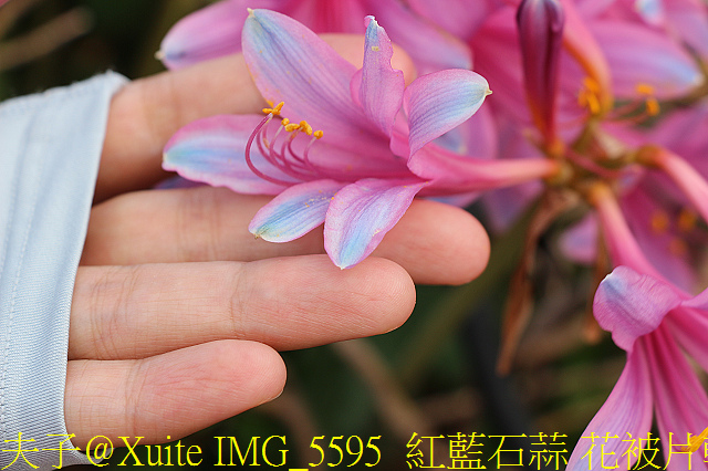 IMG_5595 紅藍石蒜 花被片輕度反捲.jpg - 東引 紅藍石蒜 換錦花 玫瑰石蒜 2018/08/23