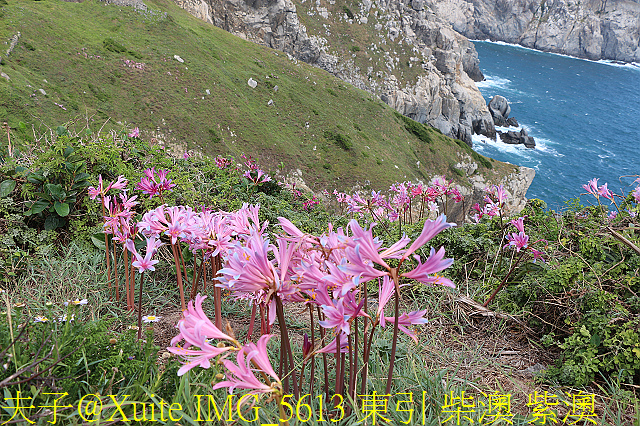 IMG_5613 東引 柴澳 紫澳.jpg - 東引 紅藍石蒜 換錦花 玫瑰石蒜 2018/08/23