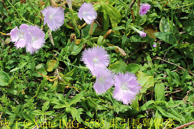 IMG_5583 東引長萼瞿麥.jpg - 東引 紅藍石蒜 換錦花 玫瑰石蒜 2018/08/23