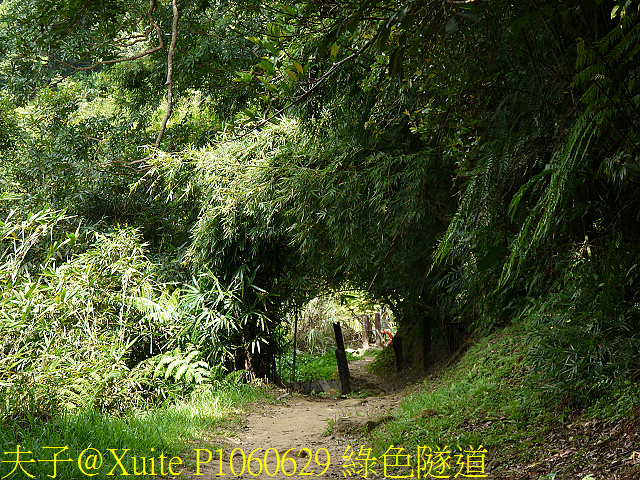 三貂嶺瀑布群 瀑布、峭壁、岩窟、壺穴、步道挑戰 一次入袋 P1060629 綠色隧道.jpg - 三貂嶺瀑布群 20180813