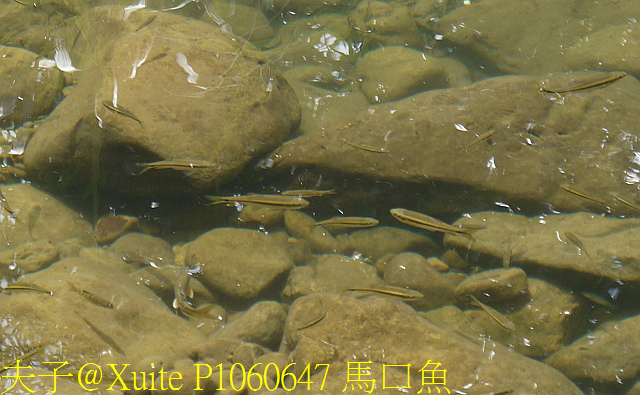 P1060647 馬口魚.jpg - 三貂嶺瀑布群 20180813 