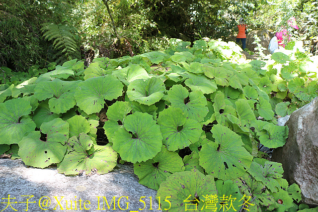 IMG_5115 台灣款冬.jpg - 宜蘭南山部落迷霧森林 2018/07/28