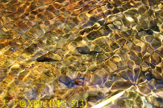 IMG_5131.jpg - 宜蘭南山部落迷霧森林 2018/07/28