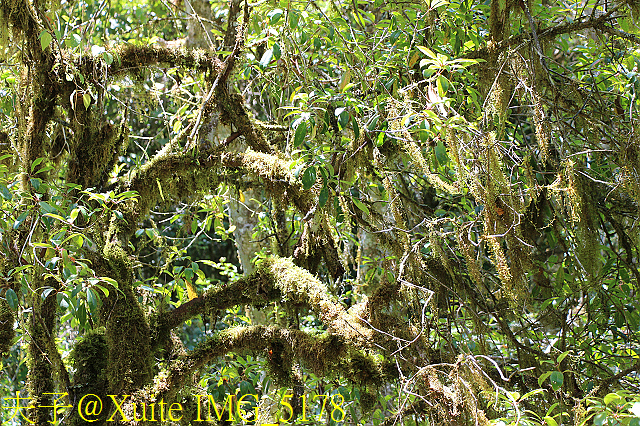 IMG_5178.jpg - 宜蘭南山部落迷霧森林 2018/07/28