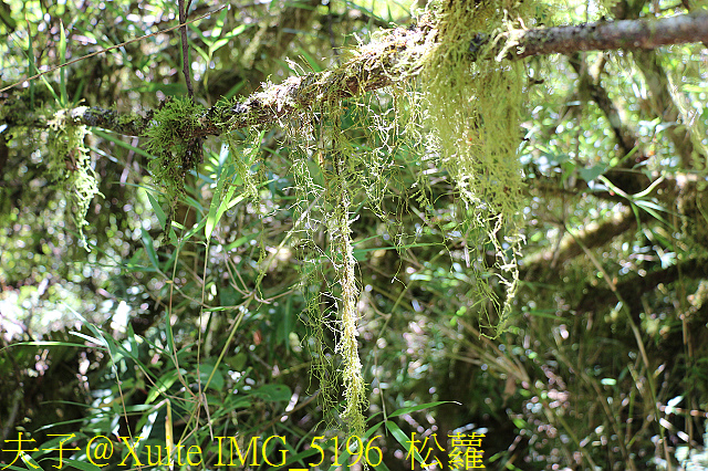 IMG_5196 松蘿.jpg - 宜蘭南山部落迷霧森林 2018/07/28