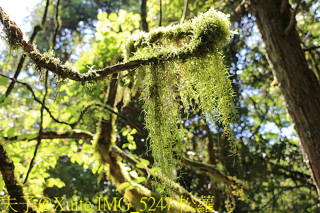 IMG_5247 松蘿.jpg - 宜蘭南山部落迷霧森林 2018/07/28