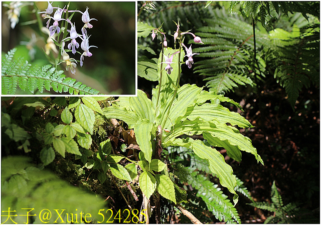 524285.jpg - 宜蘭南山部落迷霧森林 2018/07/28